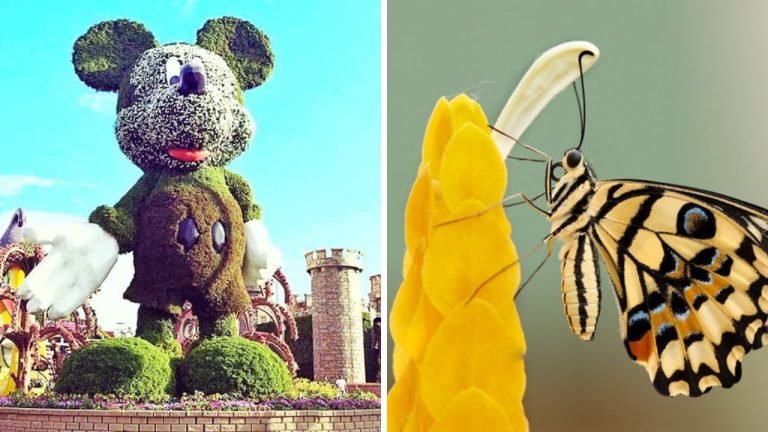 Raj plný kvetín uprostred piesočnej zemi – taká je Miracle Garden v Dubaji