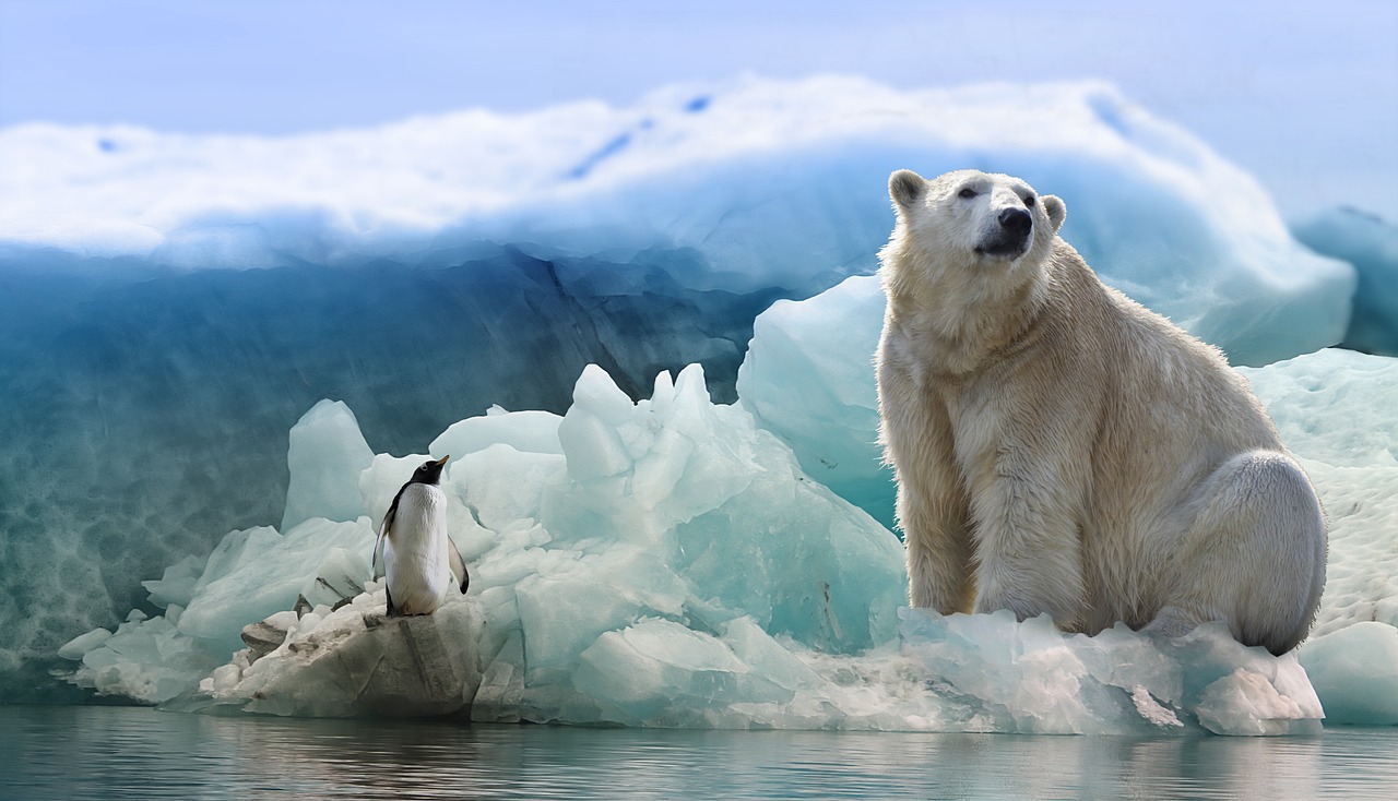 icebear, penguin, arctic