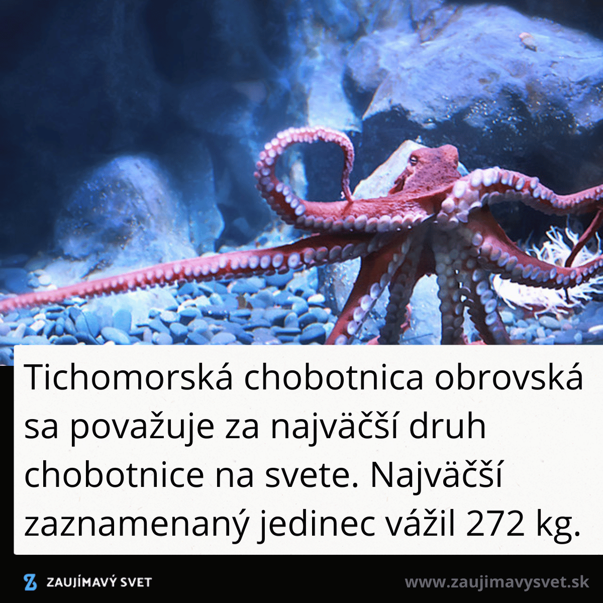 chobotnica