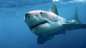 great white shark biely zralok clanokW