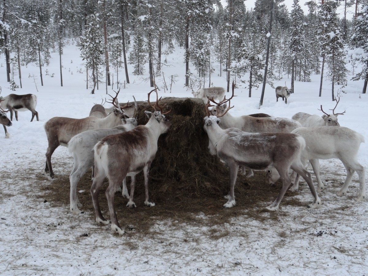 lapland animal feed reindeer farm animals 1213427