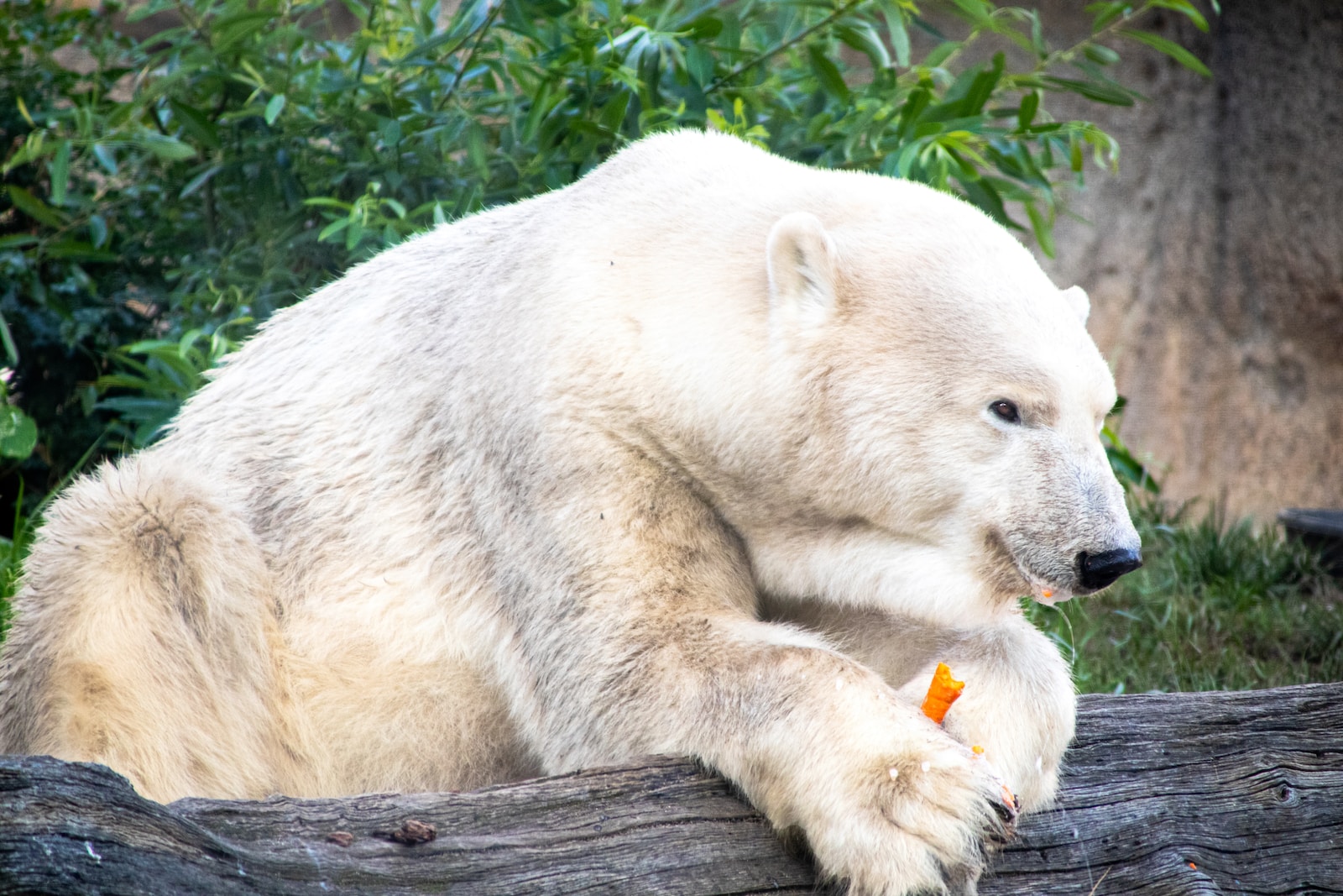 white polar bear on brown tree log during daytime