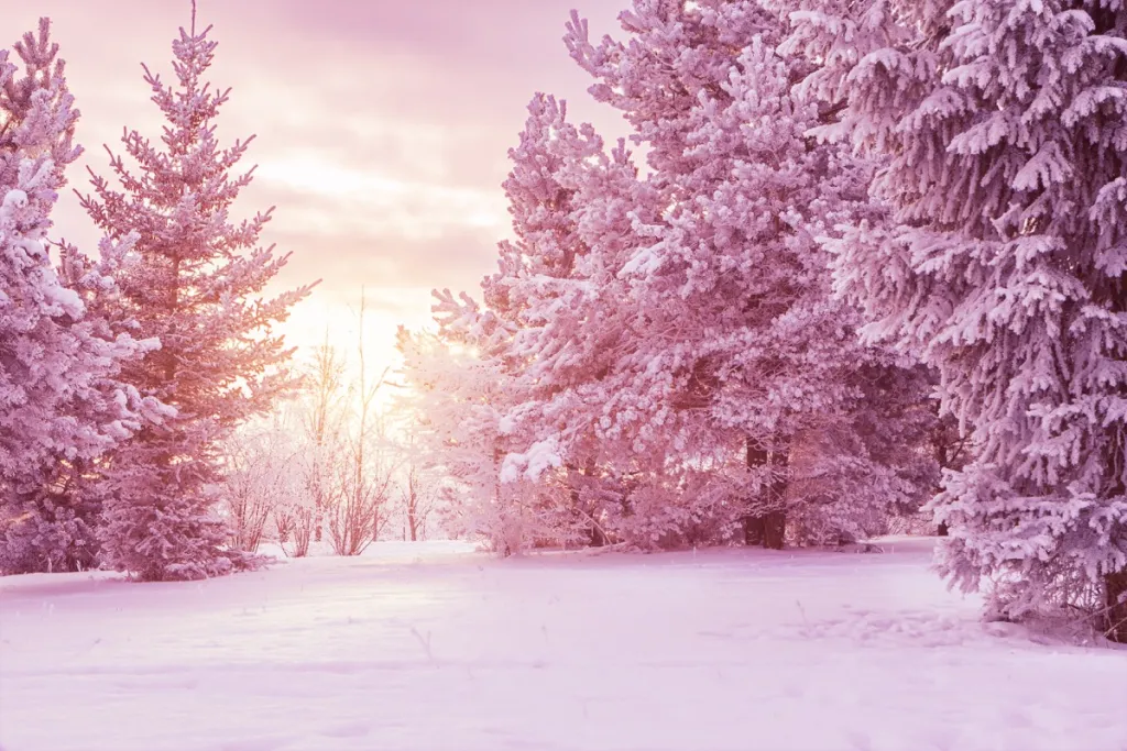 pink glow on snowy forest