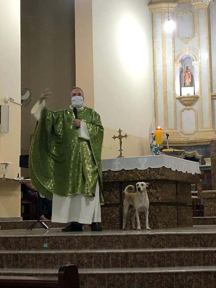priest rescue dogs 11