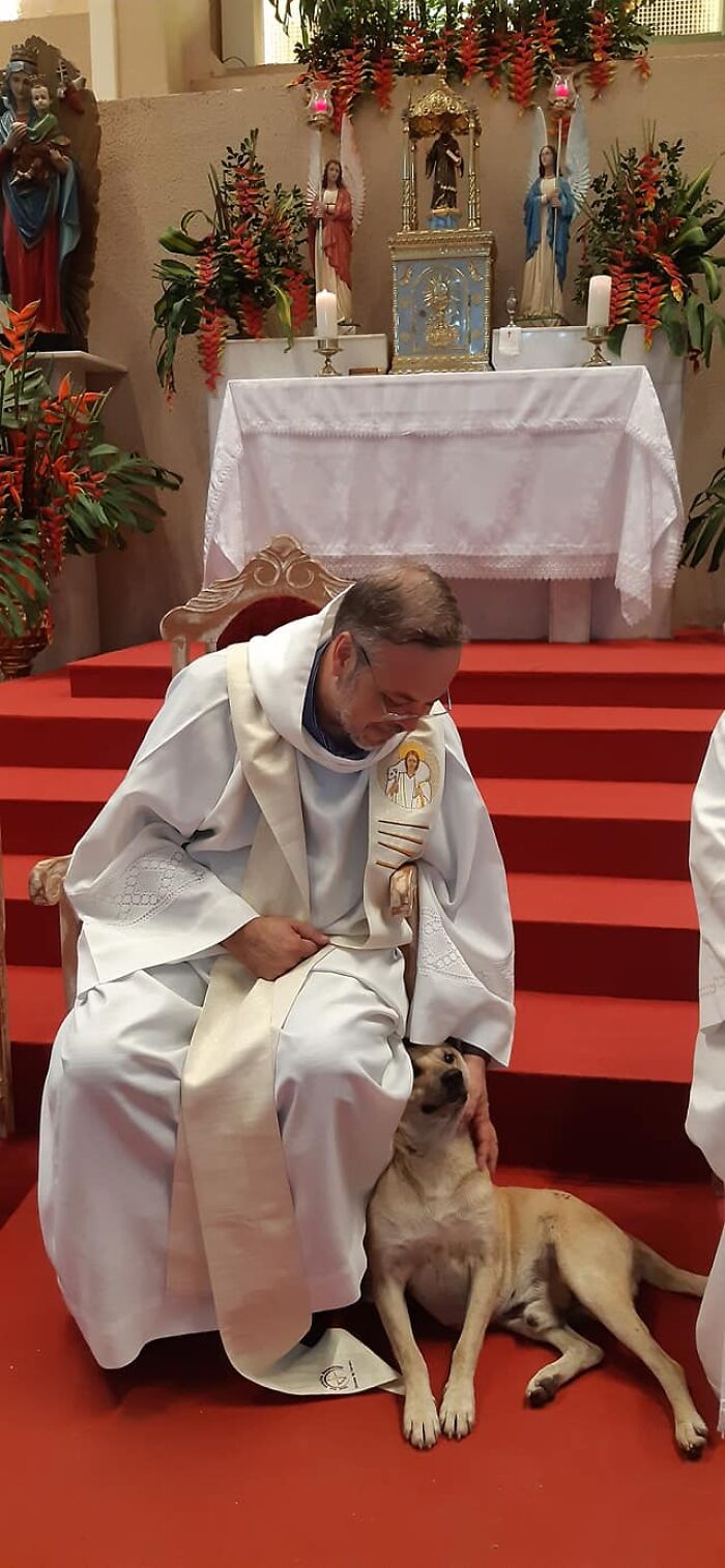priest rescue dogs 4