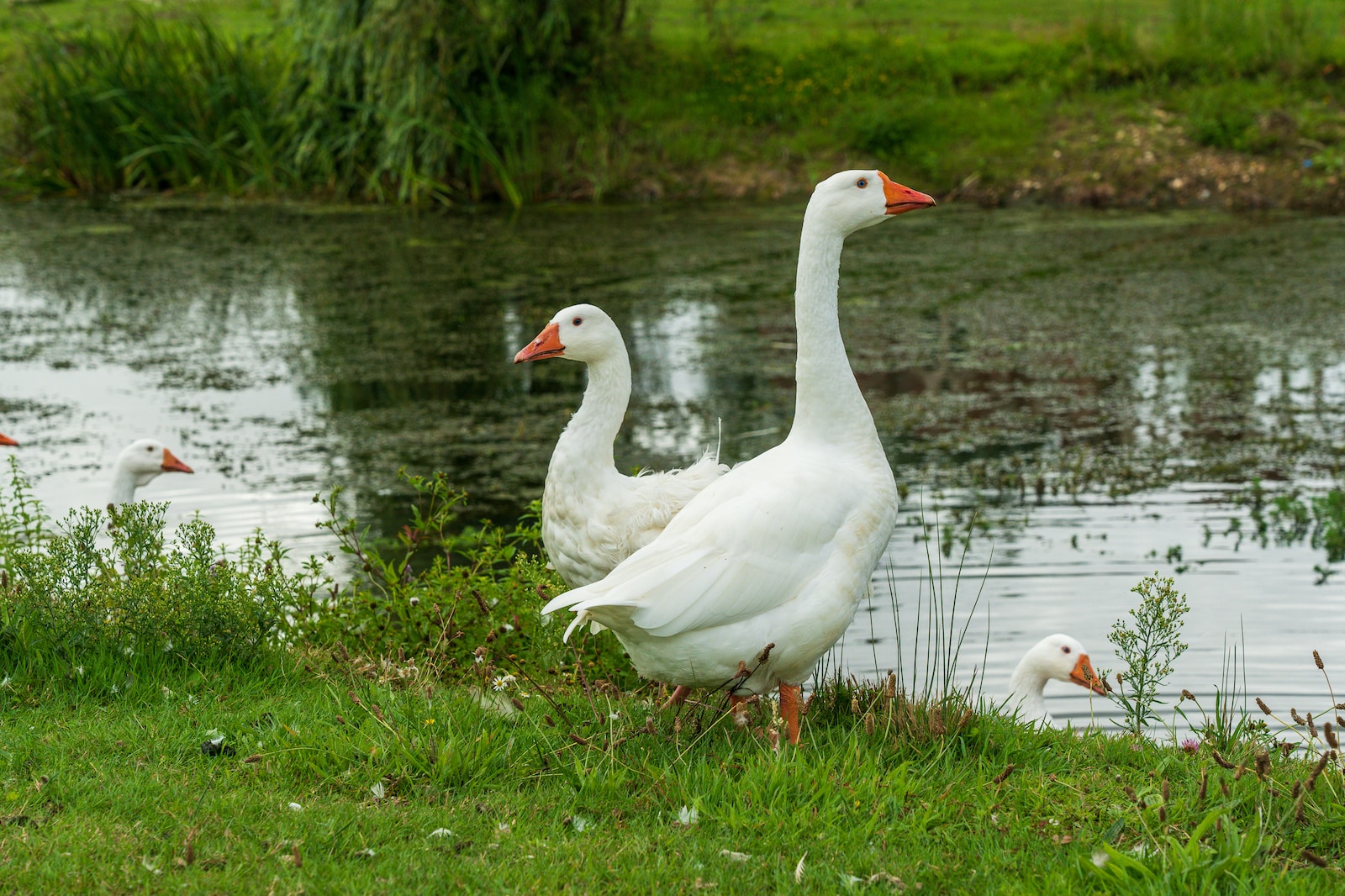 white swan on green grass near lake during daytime