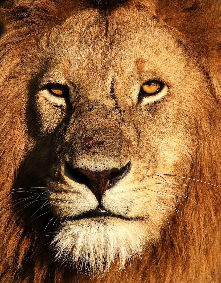 brown lion in close up photography