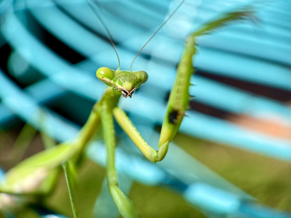 green praying mantis on green leaf in close up photography during daytime