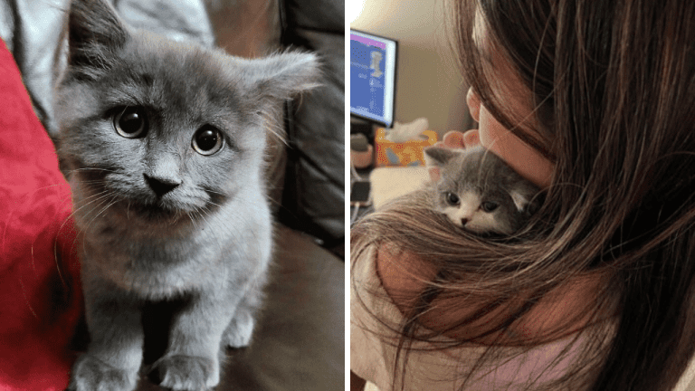 Týchto 10 rozkošných fotografií adoptovaných zvierat vás zahreje pri srdci