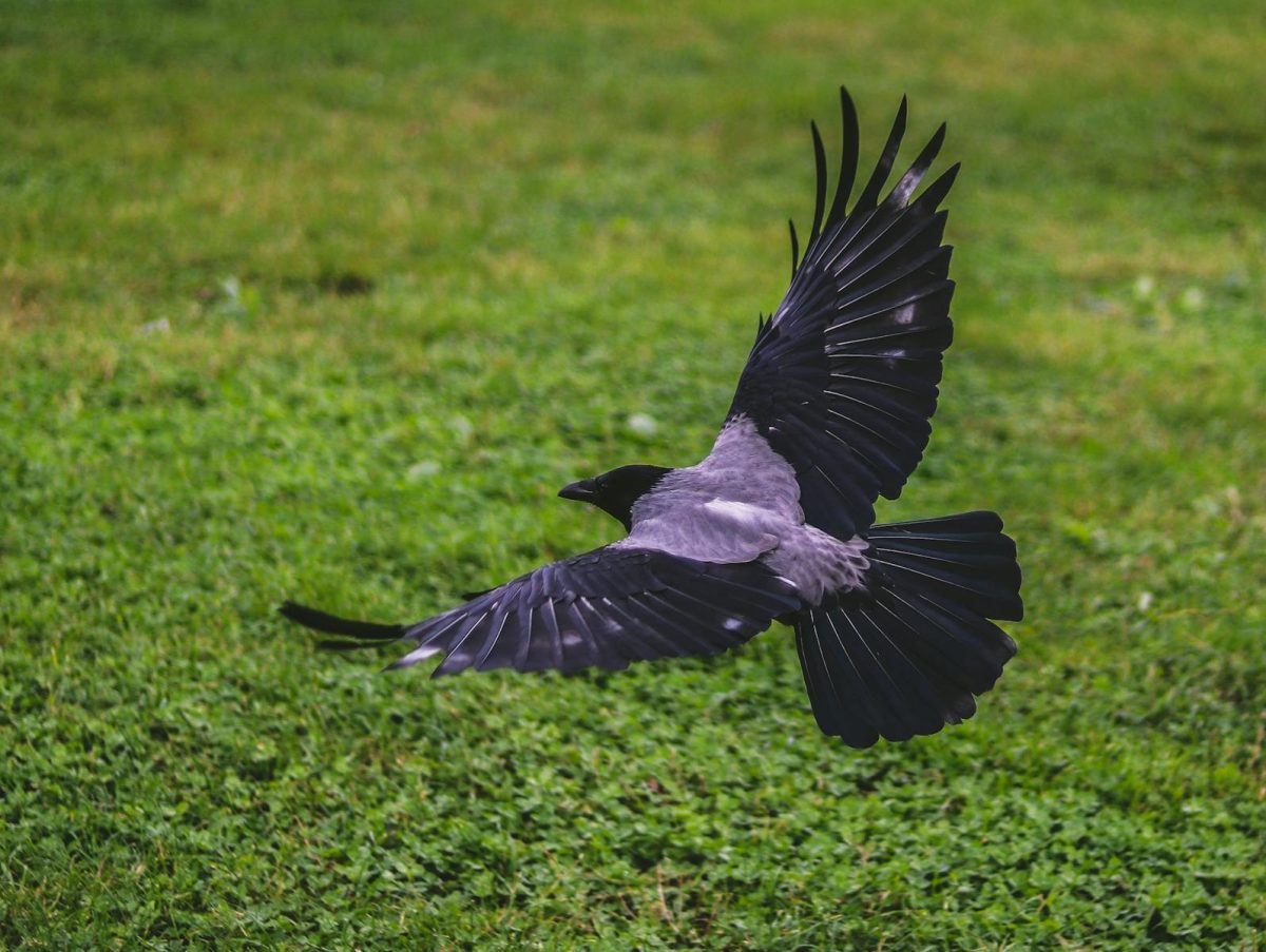 Crow Flying Above Green Grass Field