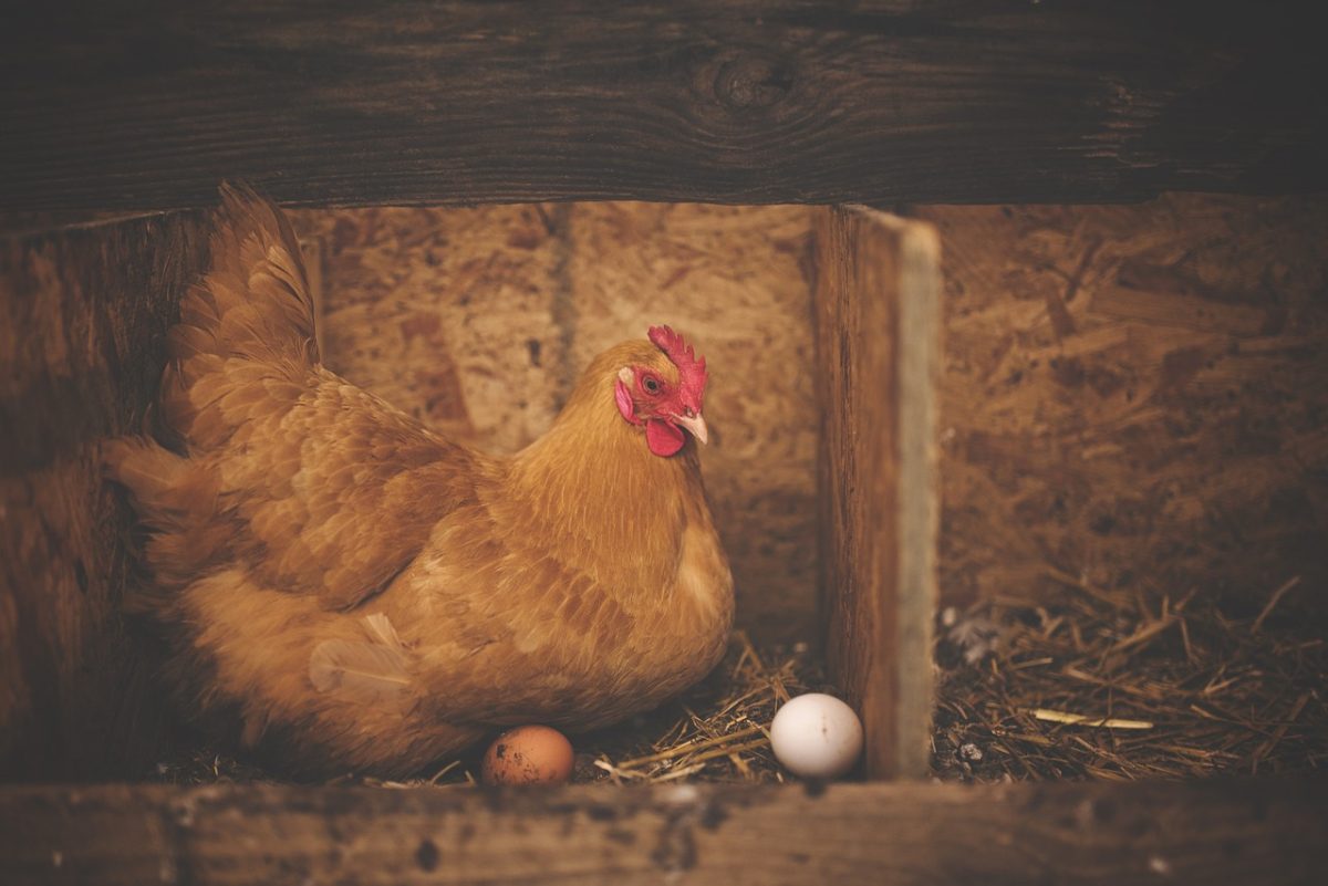 chicken, hen, eggs