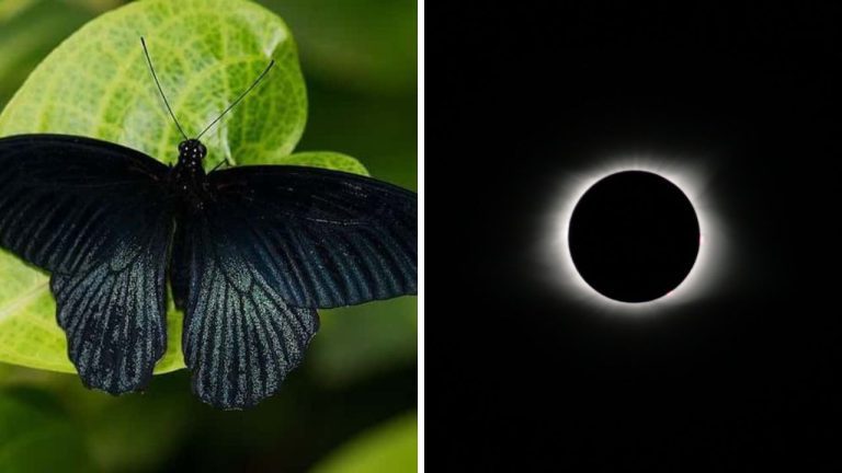 Znamenia, o ktorých si ľudia mysleli, že prinášajú smrť. Ktoré to sú?