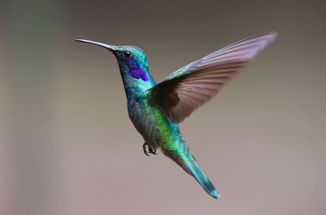 hummingbird, bird, flight
