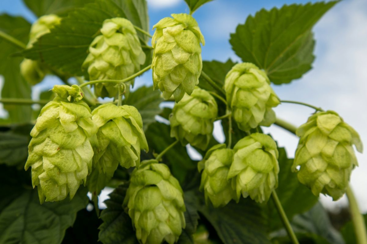 a bunch of green hops growing on a tree