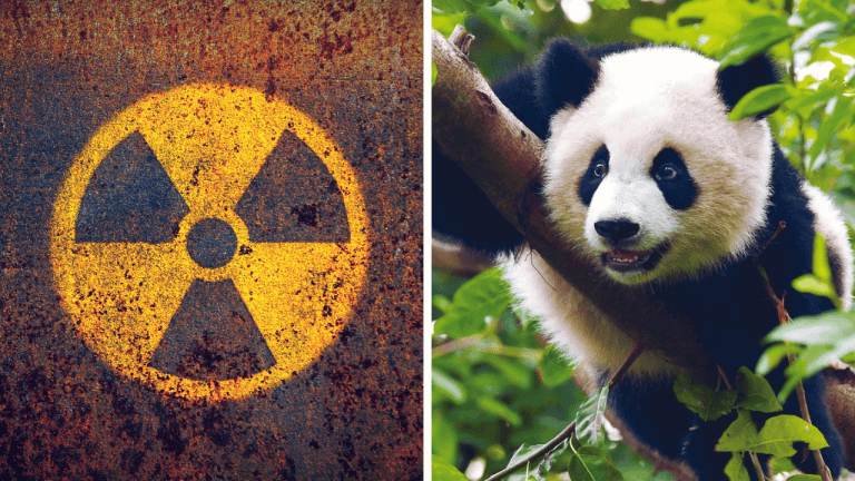 Zaujímavosti ku káve, ktoré ti zaručene rozšíria obzory #1830 – rozvody kvôli Facebooku, láska ako droga a panda, ktorá predstierala tehotenstvo