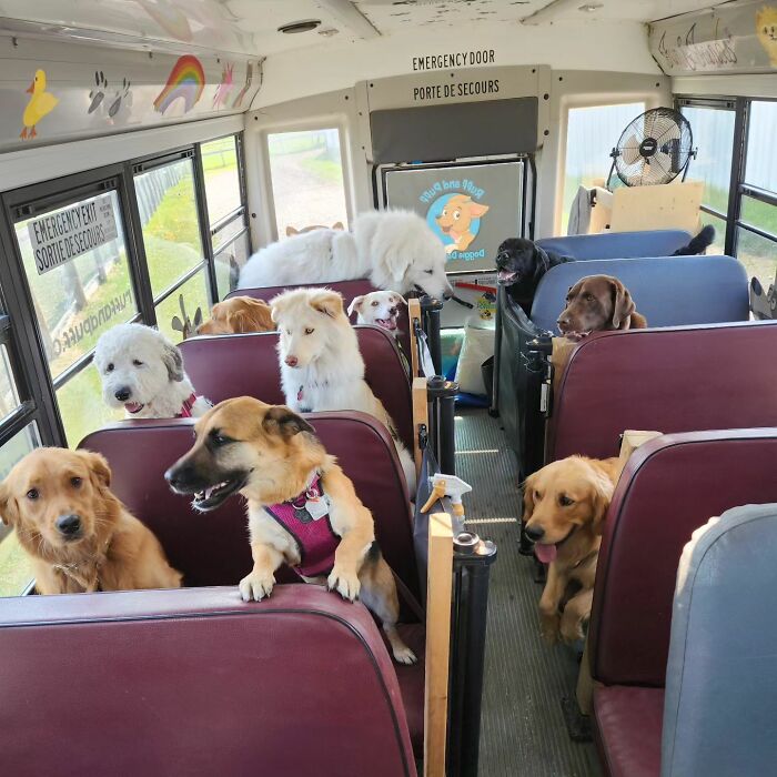 This guy drives an adorable school bus full of dogs to the park every day 658d425a738f4 700