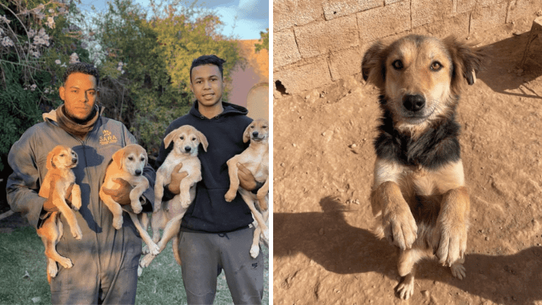 Dobrovoľníčka z útulku v Maroku zdieľa fotografie zachránených zvierat a inšpiruje k adopciám