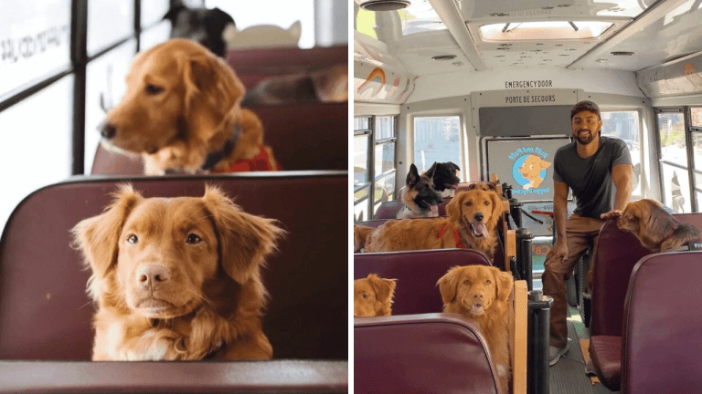 Prerobil školský autobus, aby ním mohol voziť psy na výlety