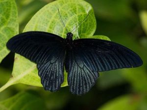 black butterflies are typically regarded as a symbol of death photo u2