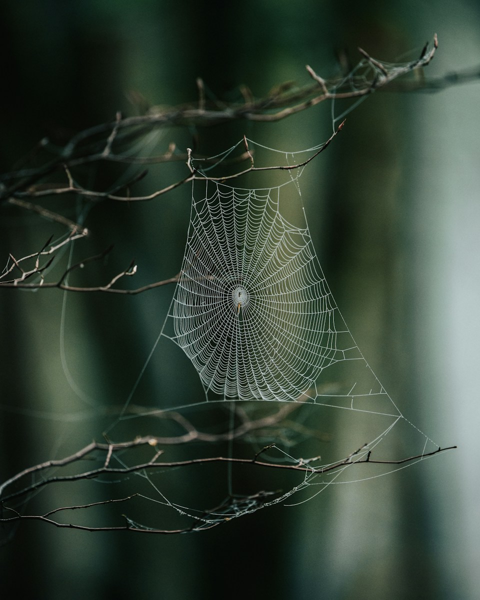 spider web on brown tree branch