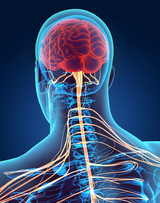 ludsky nervovy system mozog miecha nervy