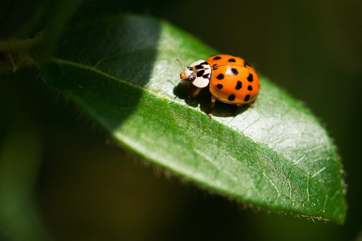 closeup photography of ladybug on leaf