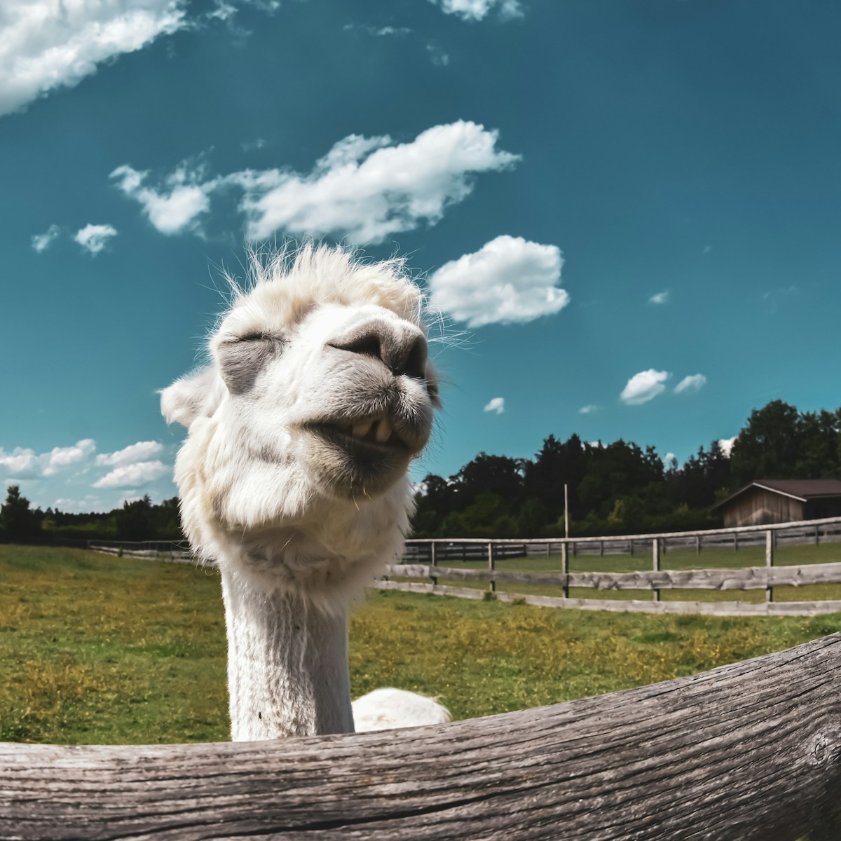 white camel on green grass field under blue sky during daytime