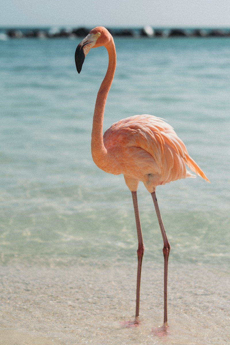 pink flamingo beside body of water