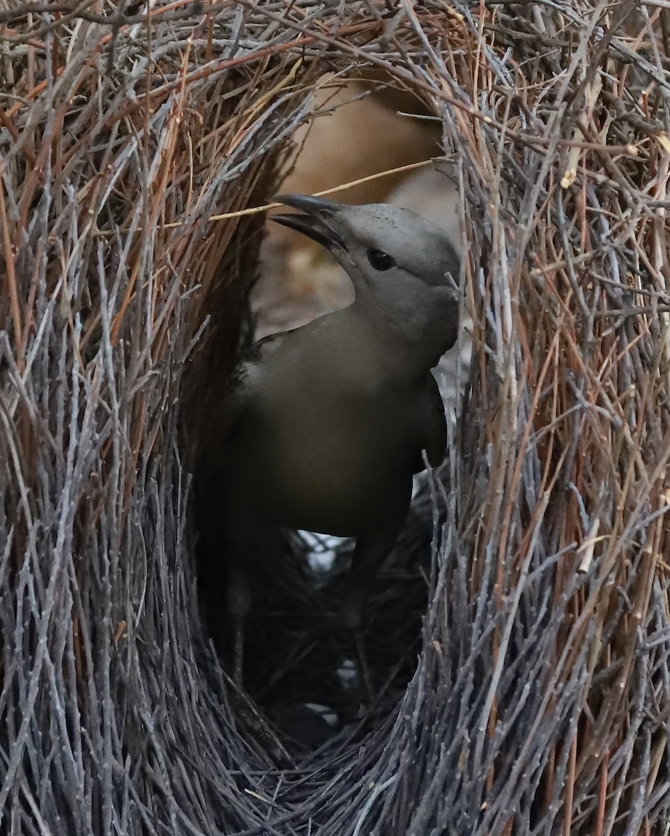 a bird is sitting in a nest made of twigs
