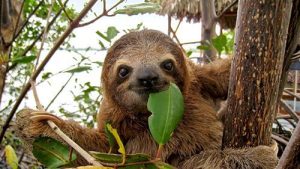 sloth eating leaf