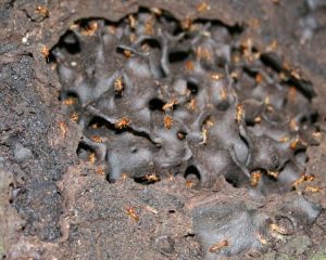 termites will kill their predators and themselves photo u1