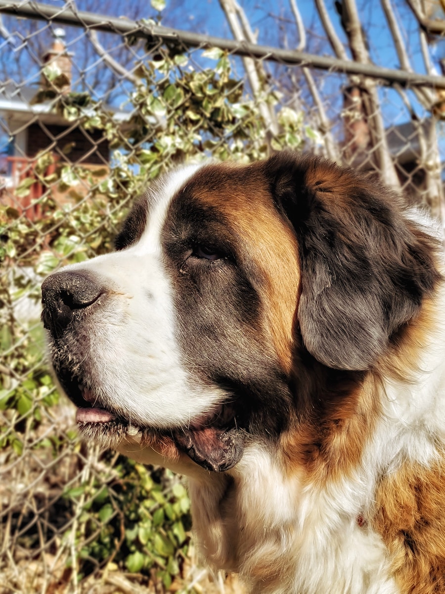 brown and white saint bernard lying on ground beside green plants during daytime