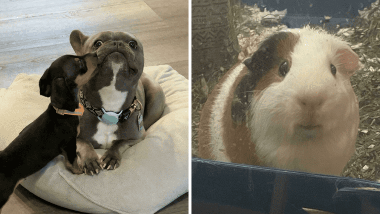 10 fotografií adoptovaných zvierat, ktoré vám zlepšia deň