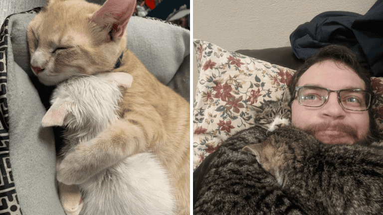 10 silných fotografií adoptovaných zvierat, ktoré vám vtisnú slzy do očí