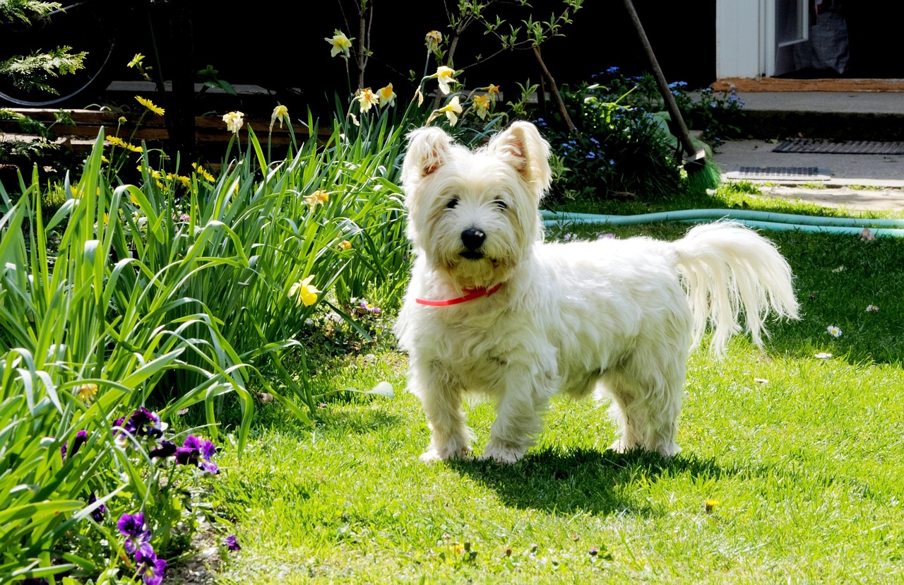 dog, west highland white terrier, pets