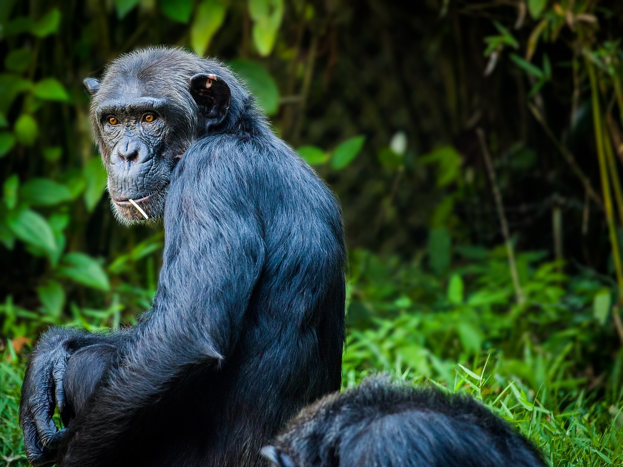 chimpanzee, monkey, ape