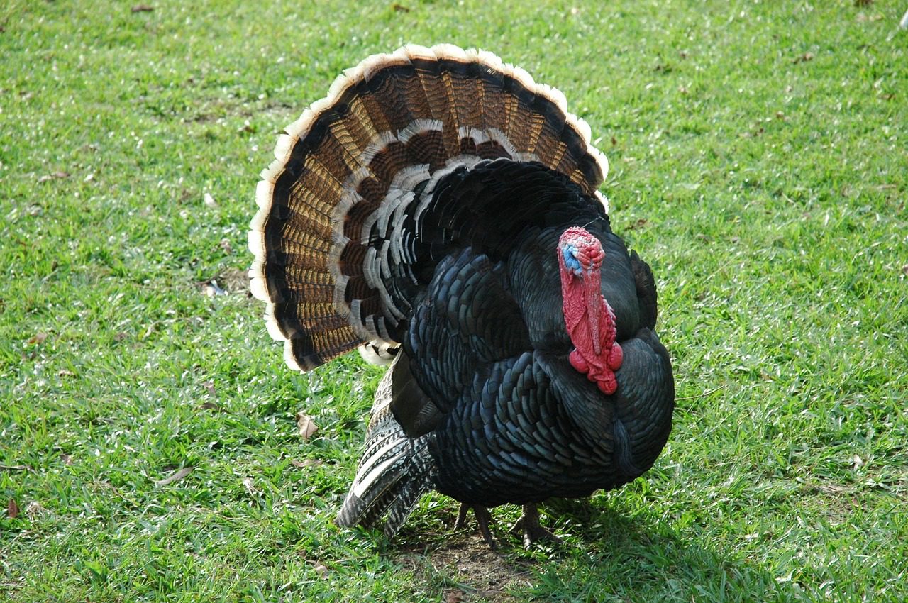 turkey, farm, australia
