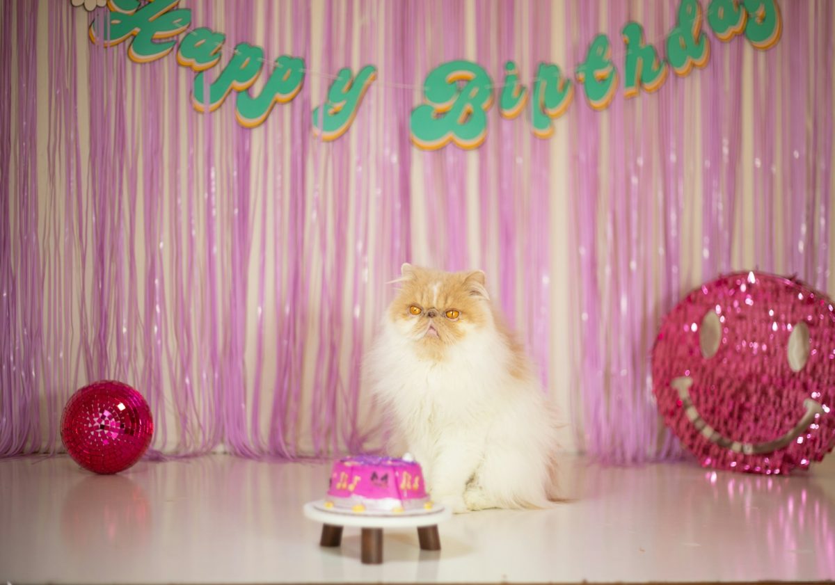 a cat sitting in front of a birthday cake