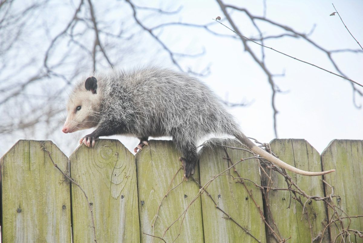 an opossmus standing on top of a wooden fence