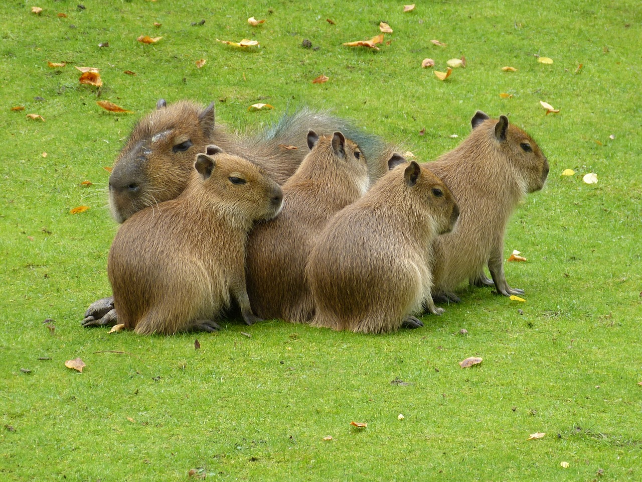 zoo, mammals, nature