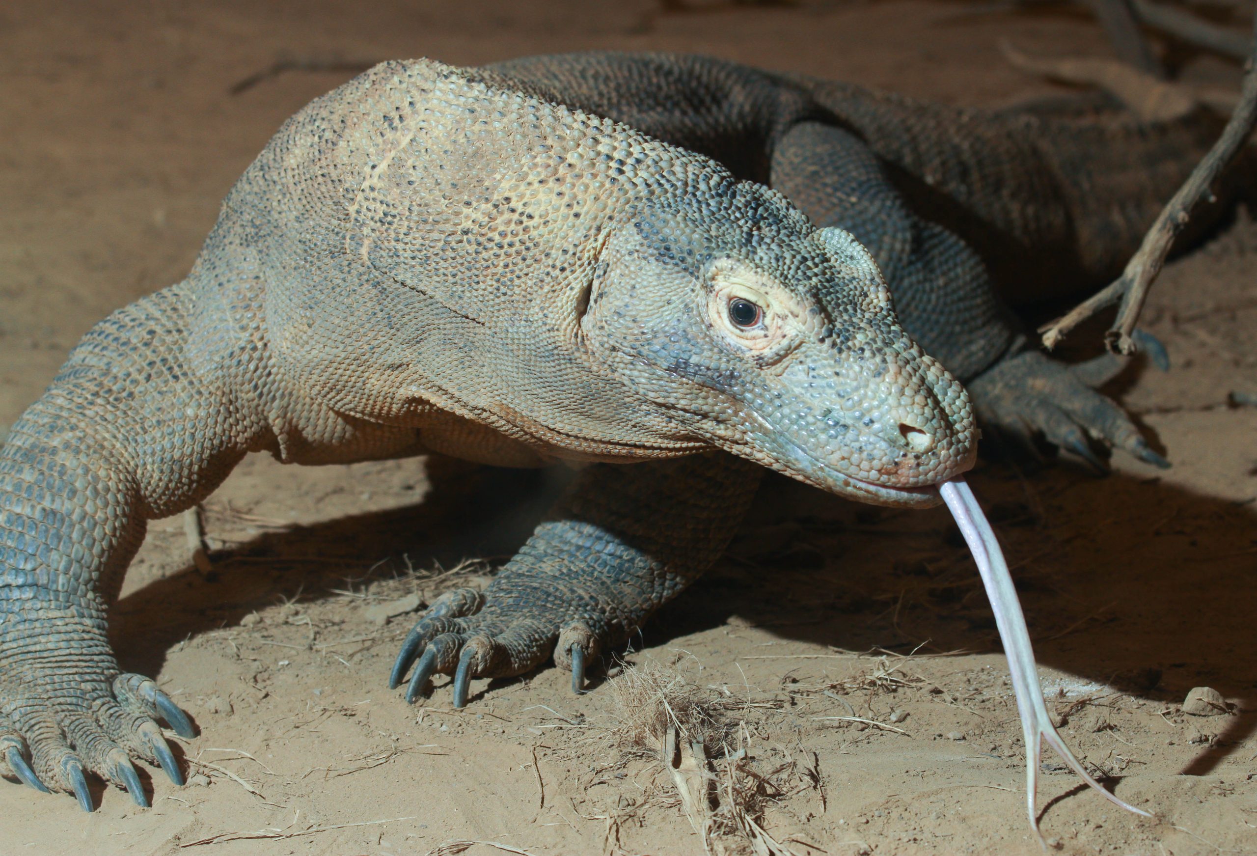 Komodo dragon with tongue scaled