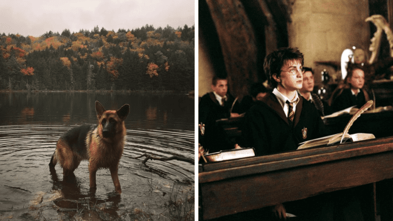 Náhodné fakty: ako nemecký ovčiak Talero strážil telo svojho majiteľa 23 dní po tom, ako zahynul a koľko zarobil Daniel Radcliffe v úlohe Harryho Pottera a čo urobil s peniazmi