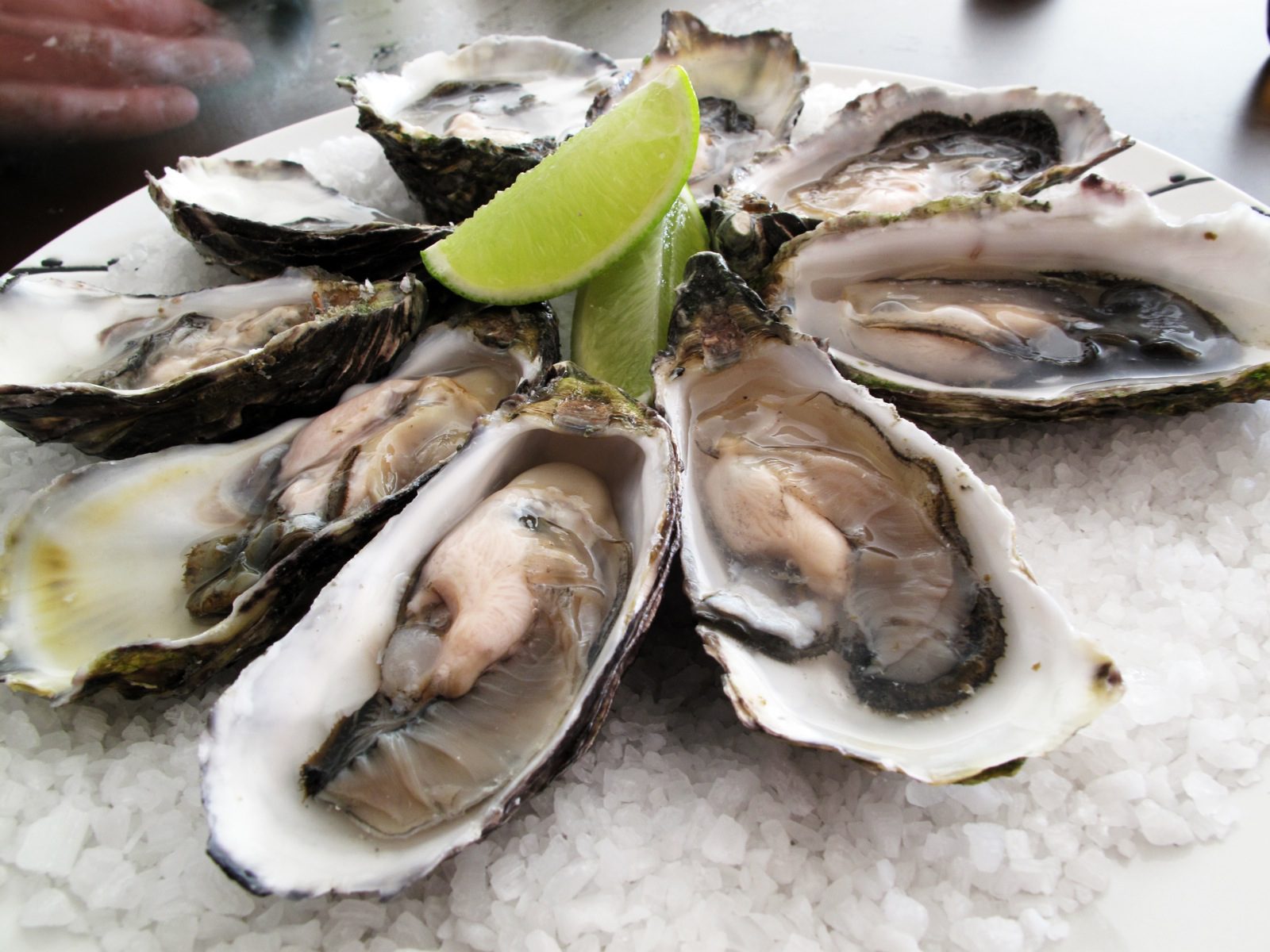 Pacific oysters