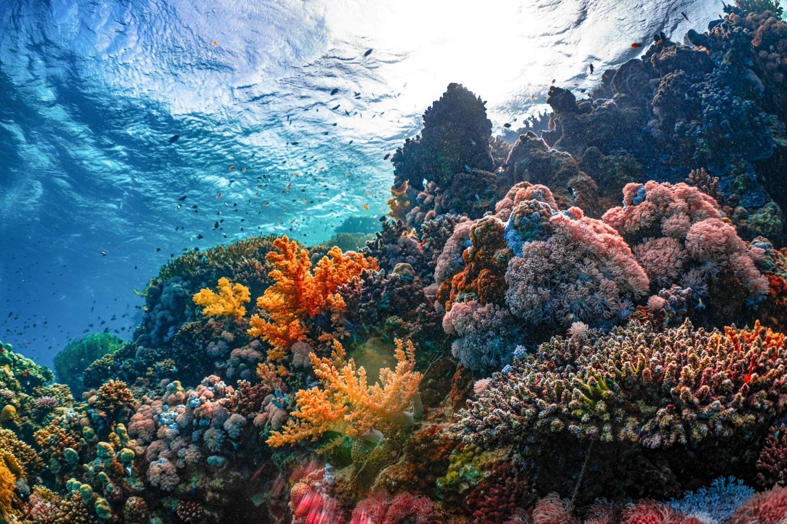 an underwater view of a colorful coral reef