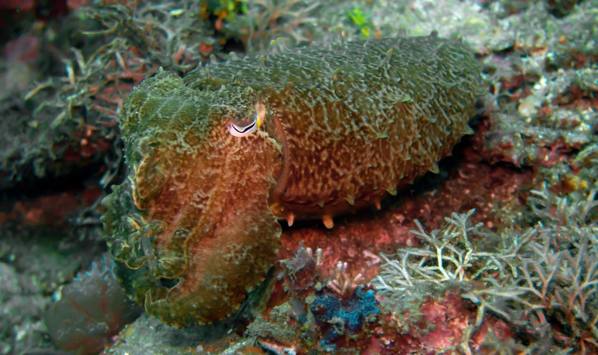 a close up of a sea anemone on a coral