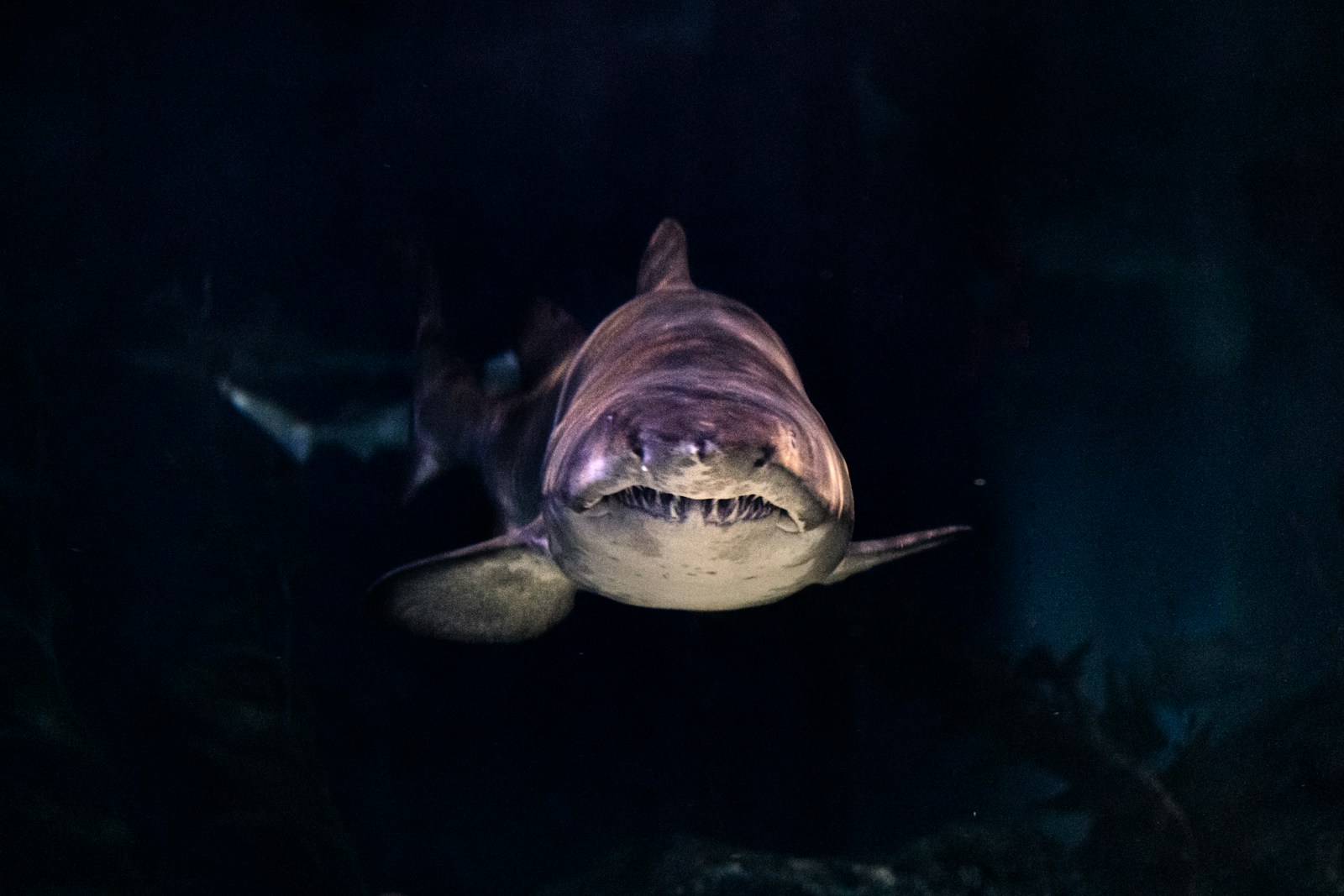 close-up of gray shark