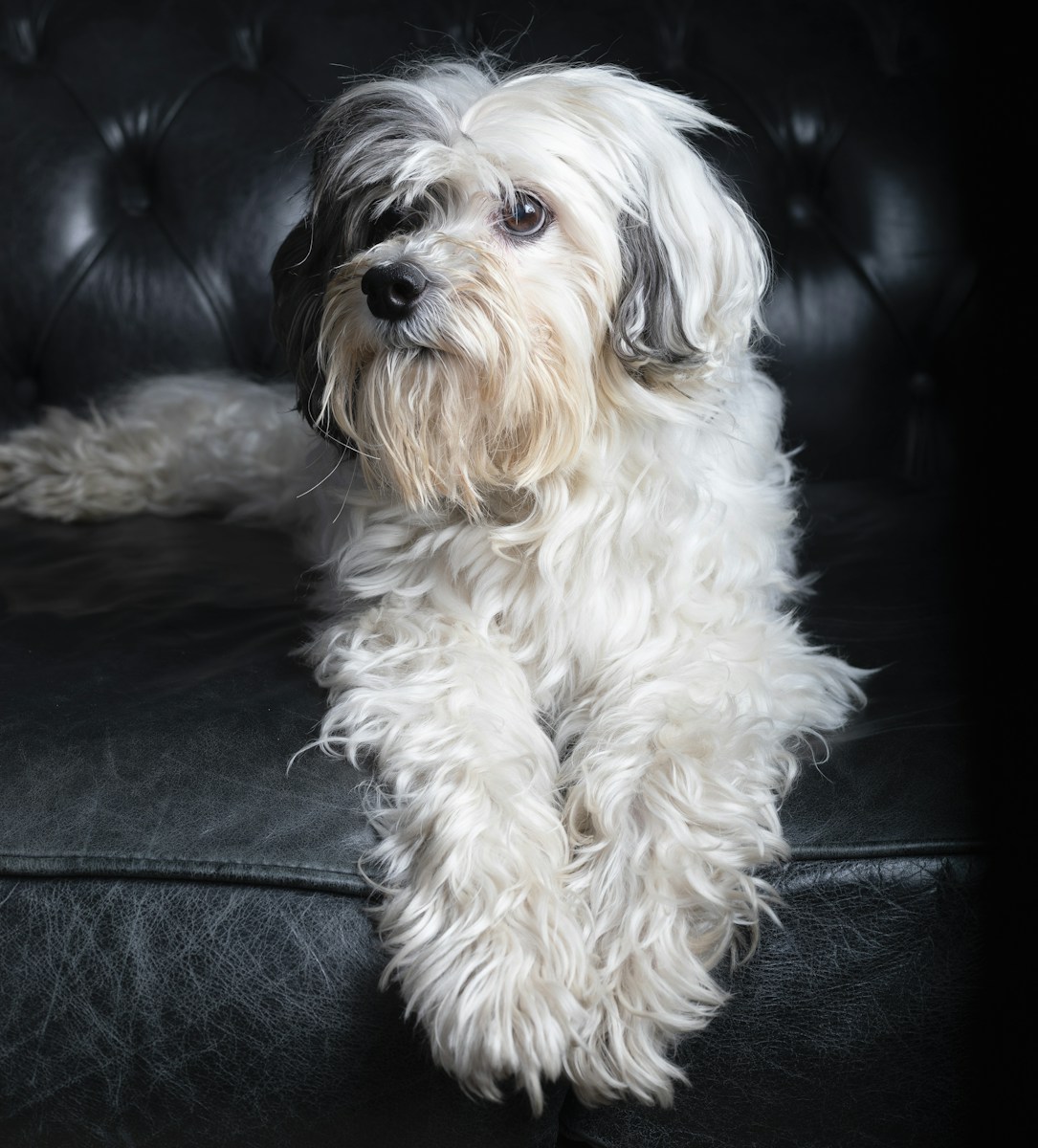 adult white and gray shih tzu