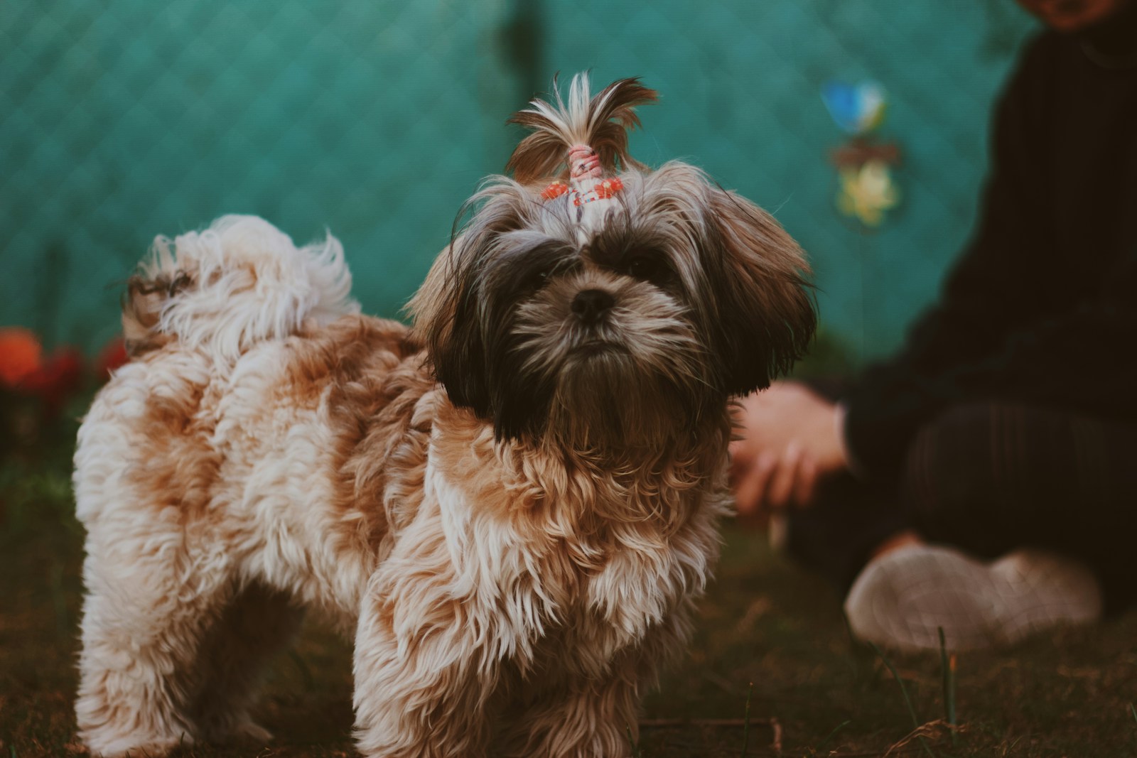 white and brown shih tzu puppy