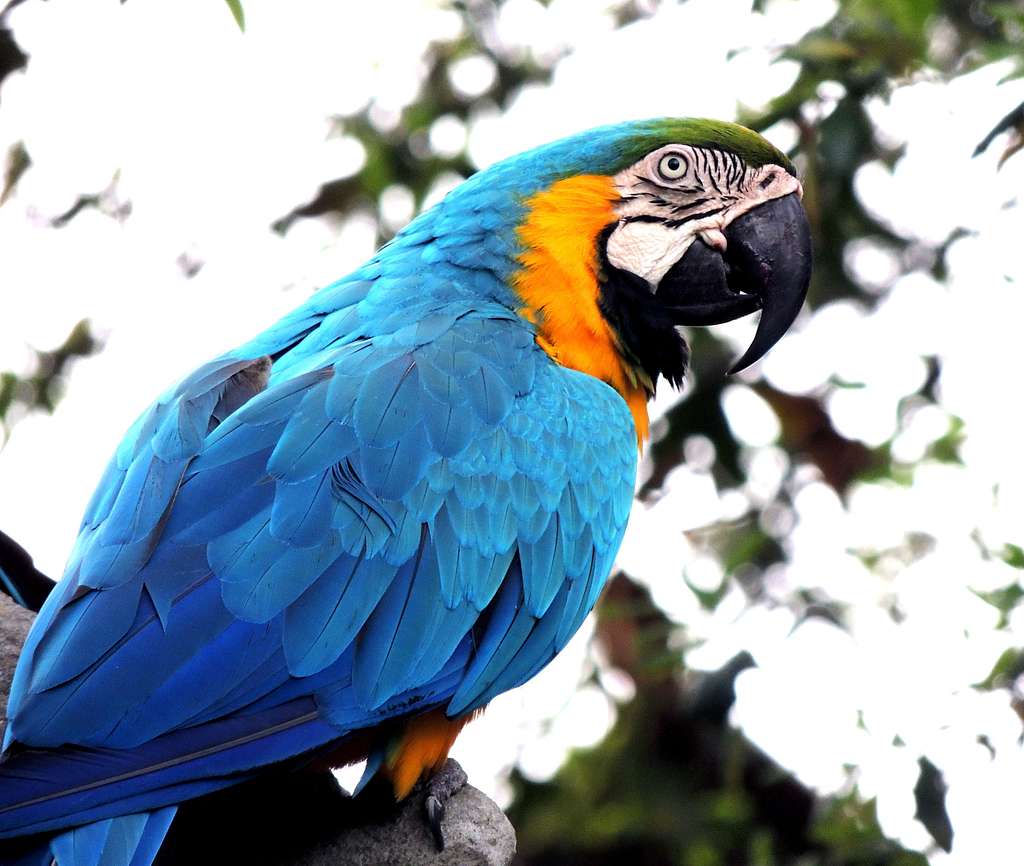 macaw parrot sitting on a tree branch 4c6a04 1024