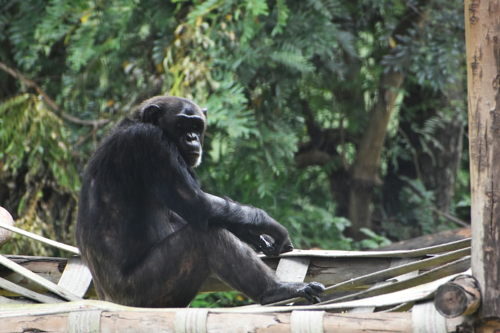 black gorilla sitting on brown wooden stick during daytime